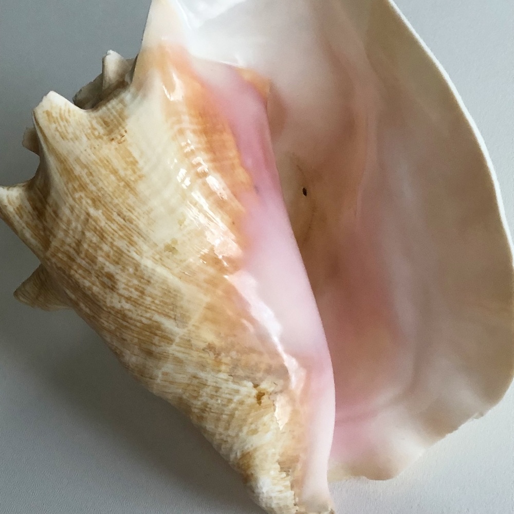 LARGE Horned Conch Shell Nautical Beach Decor - Picture 6 of 12